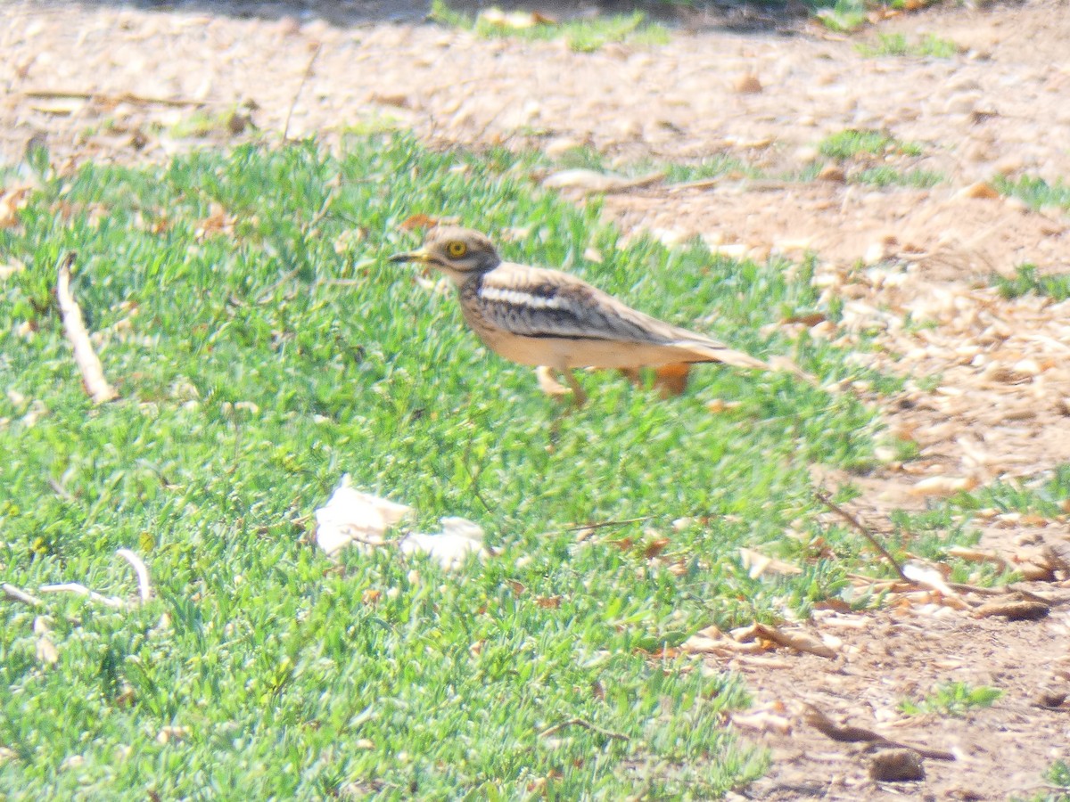 Eurasian Thick-knee - ML578202401