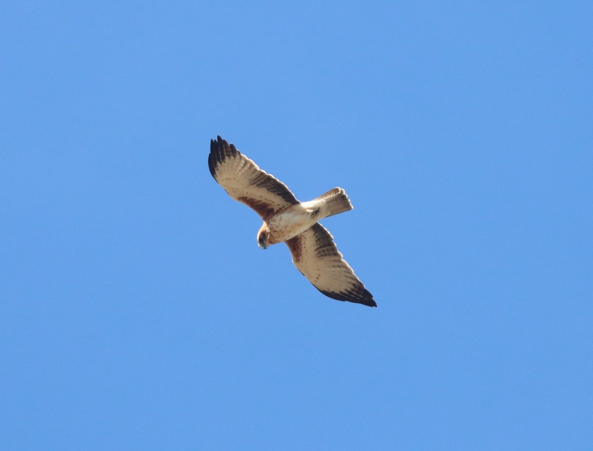 Little Eagle - ML578203521