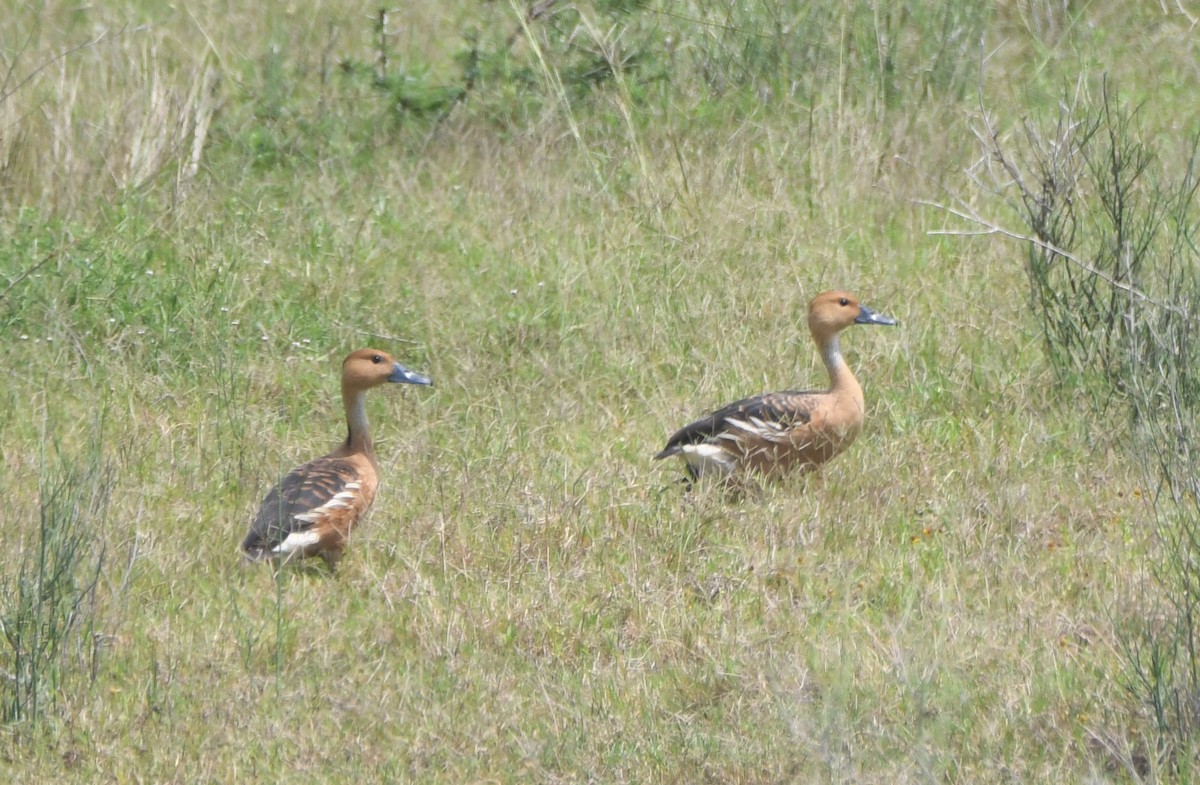 Fulvous Whistling-Duck - ML578203671