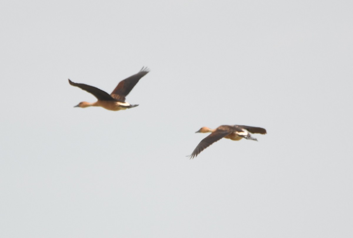 Fulvous Whistling-Duck - ML578203681