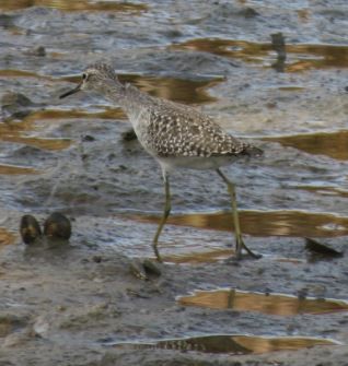 Wood Sandpiper - ML57820671