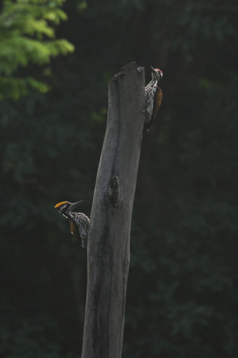 White-naped Woodpecker - ML578207301