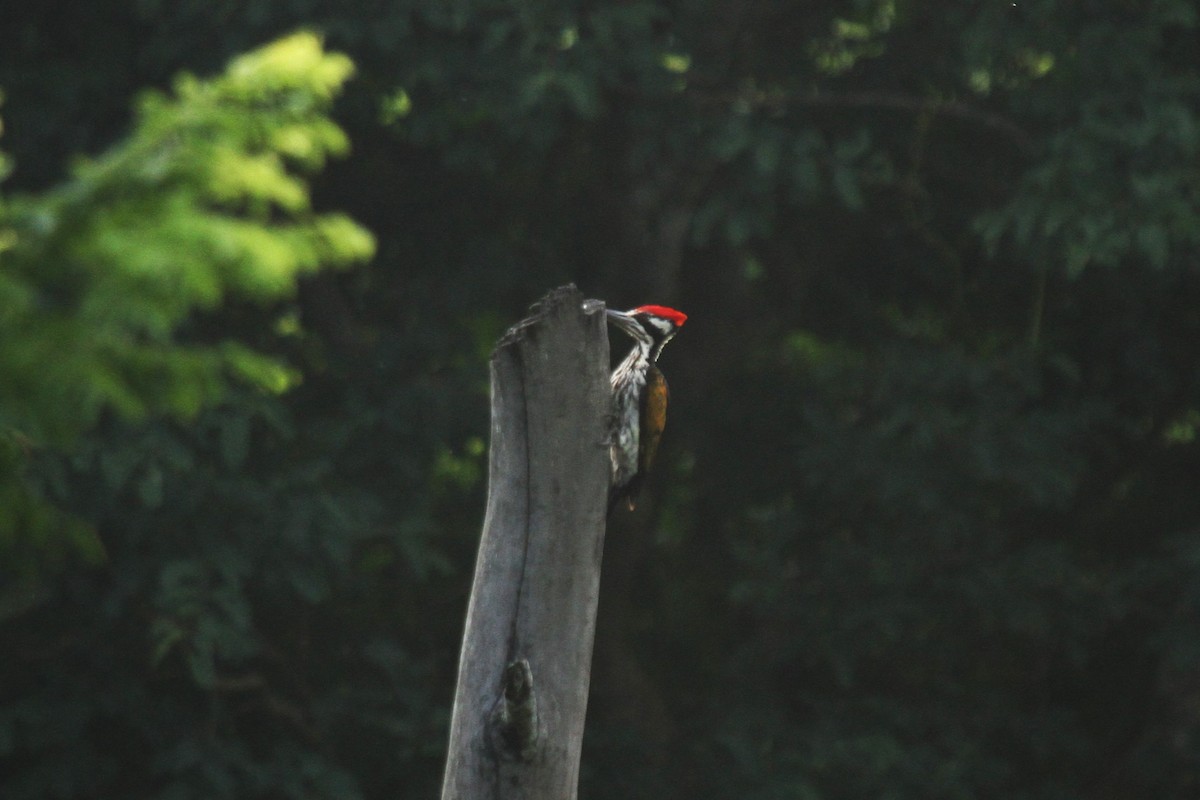 White-naped Woodpecker - ML578207311