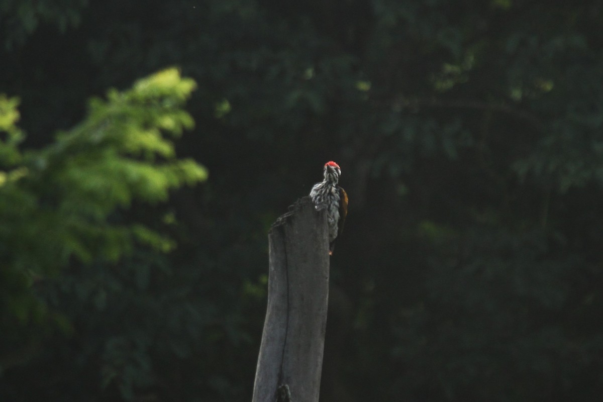 White-naped Woodpecker - ML578207321