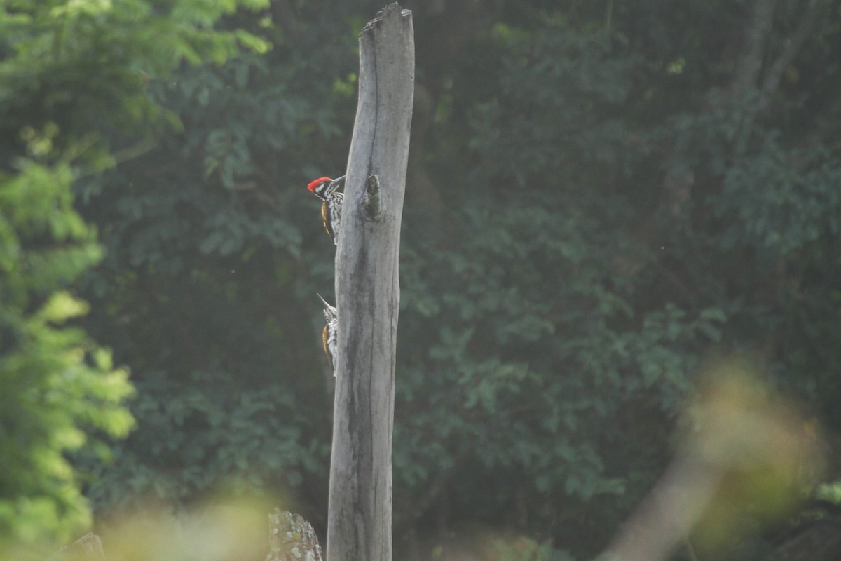 White-naped Woodpecker - ML578207331