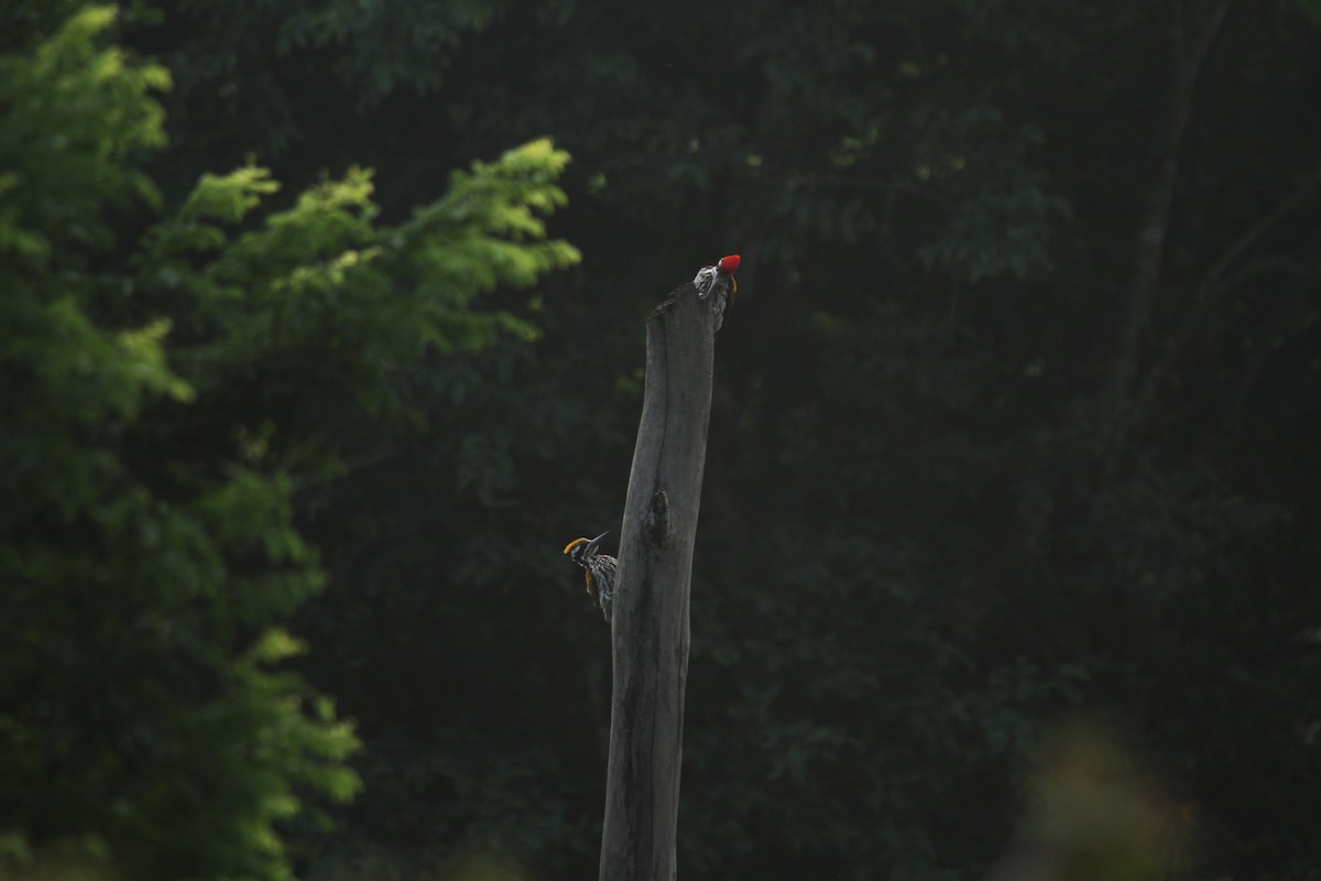 White-naped Woodpecker - ML578207351