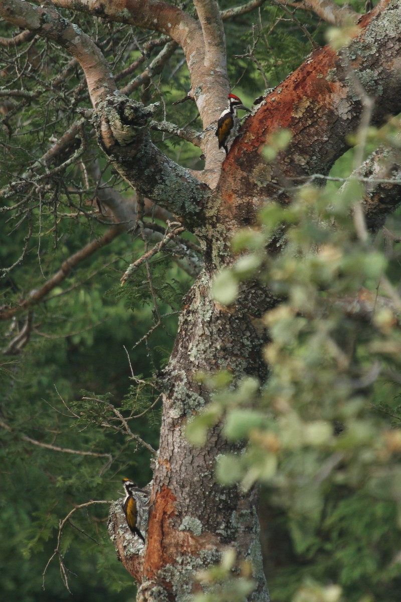 White-naped Woodpecker - ML578207361