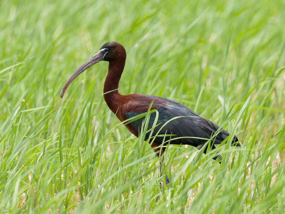 ibis hnědý - ML578207801