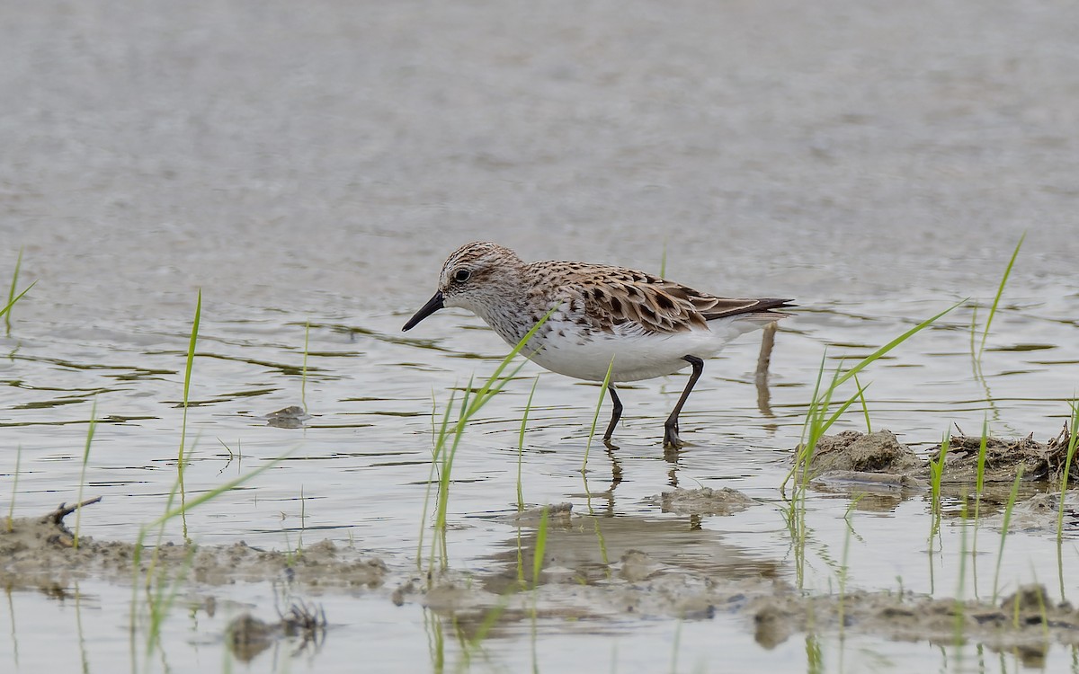 Semipalmated Sandpiper - Peter Kennerley