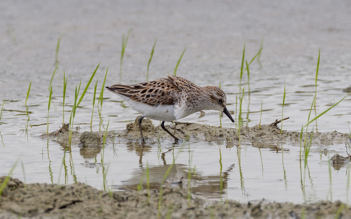 Semipalmated Sandpiper - Peter Kennerley