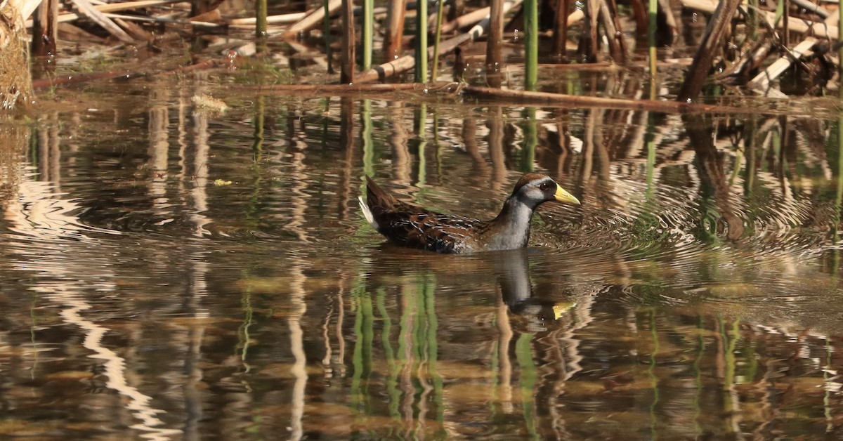 Polluela Sora - ML578209291