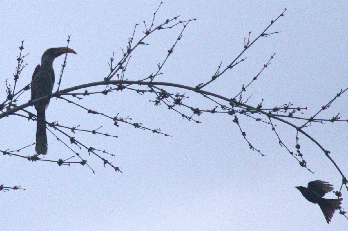 Malabar Gray Hornbill - Druva  Murali