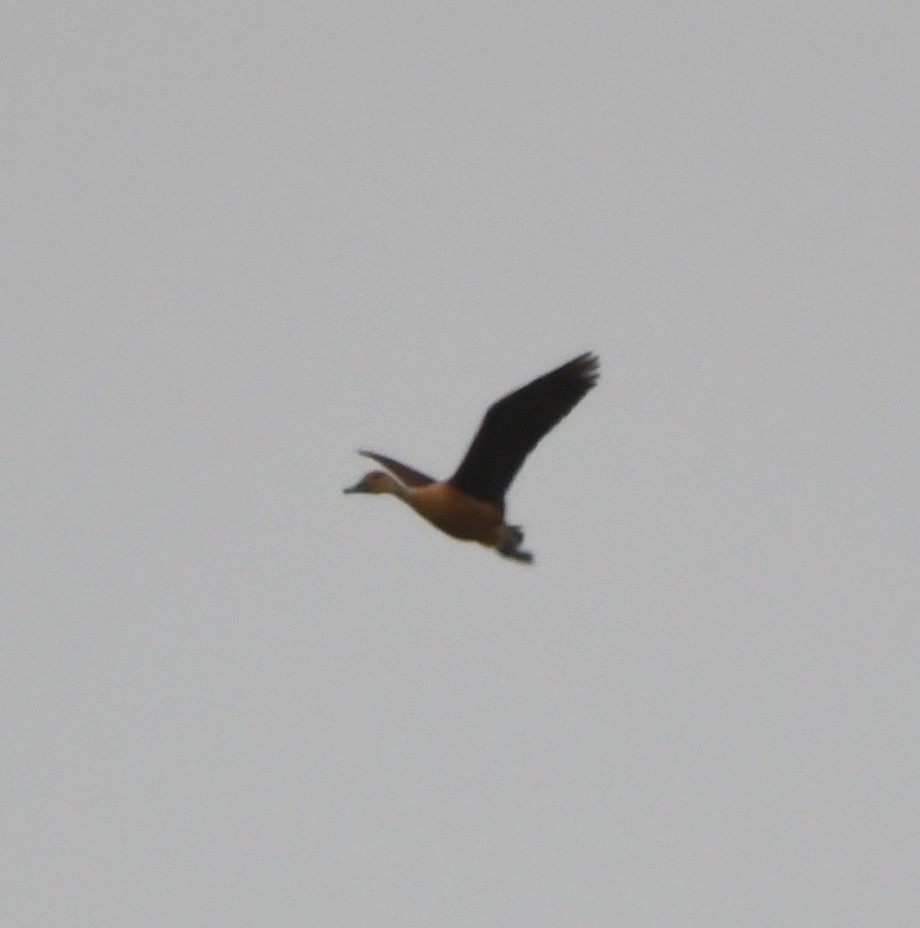 Fulvous Whistling-Duck - ML578210271