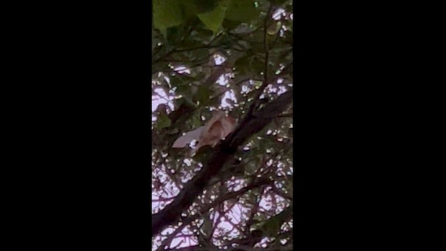 Salmon-crested Cockatoo - ML578210401