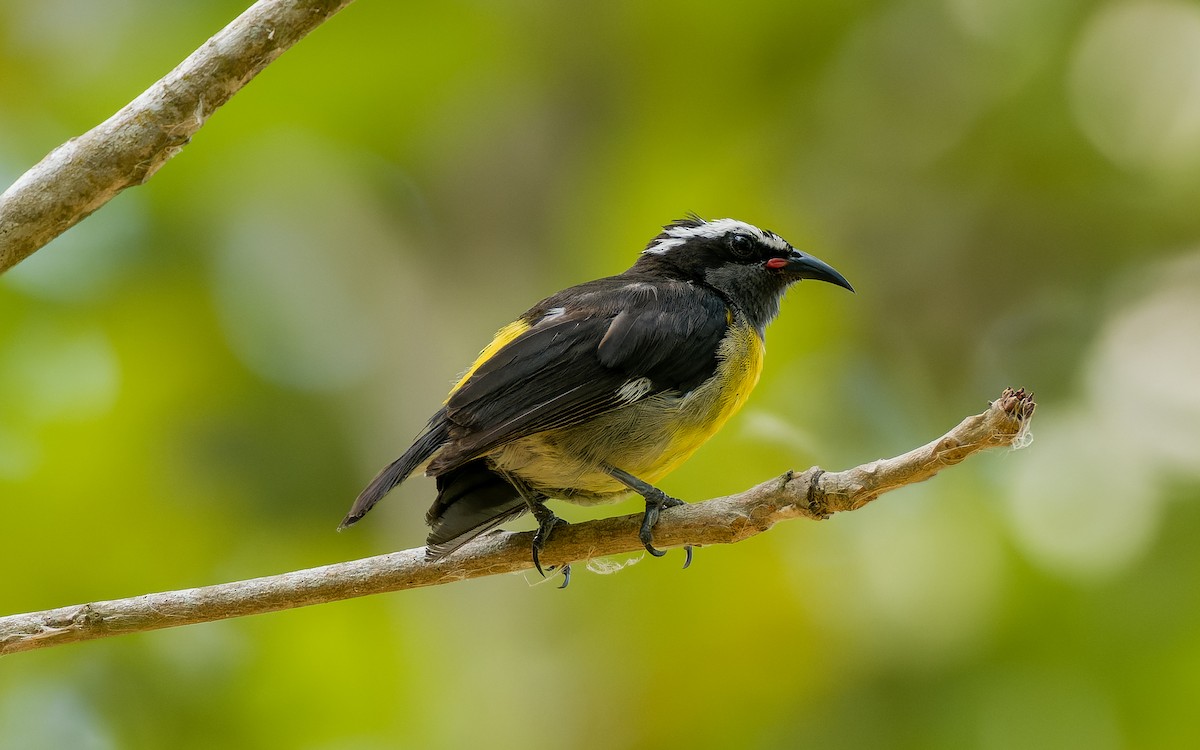 Bananaquit - ML578211001