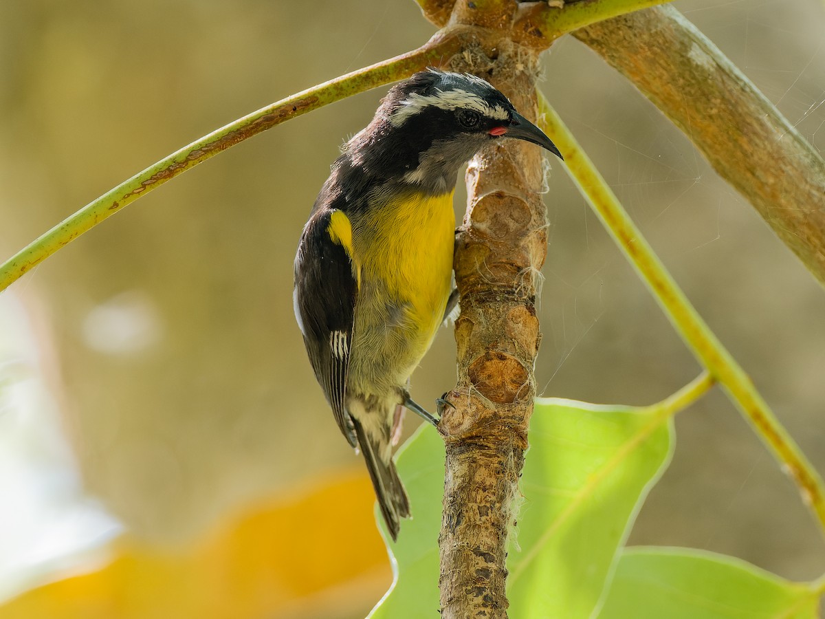 Bananaquit - ML578211011