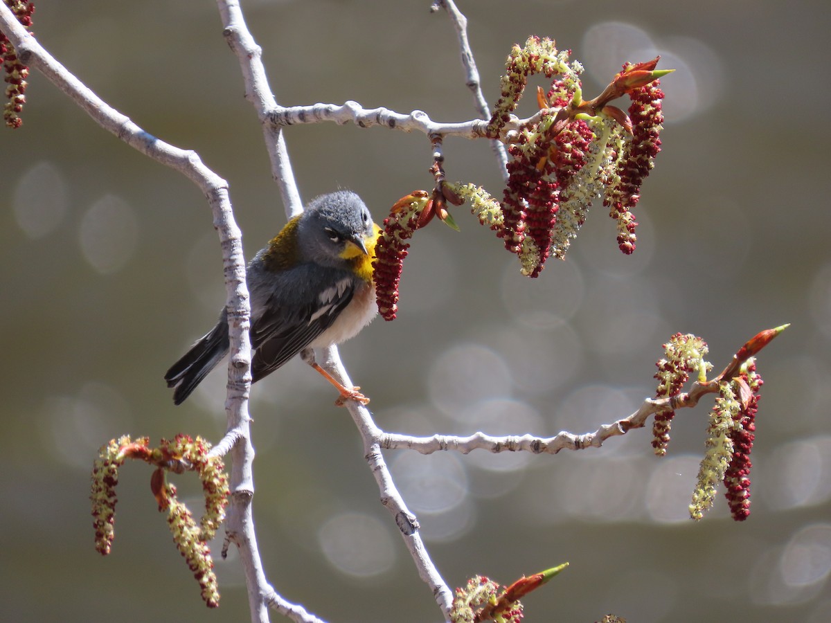 Northern Parula - ML578211121