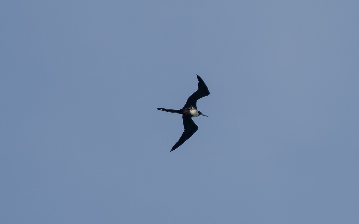 Magnificent Frigatebird - ML578211181