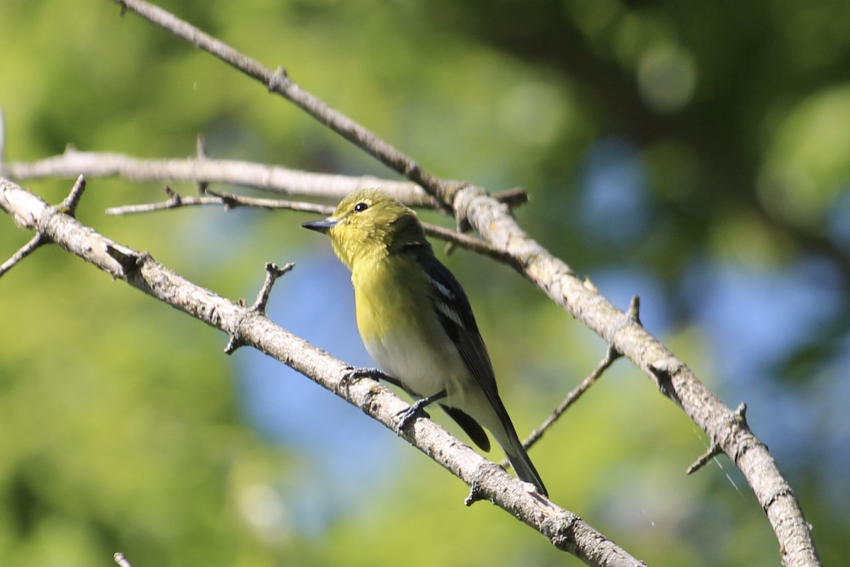 Yellow-throated Vireo - ML578211471