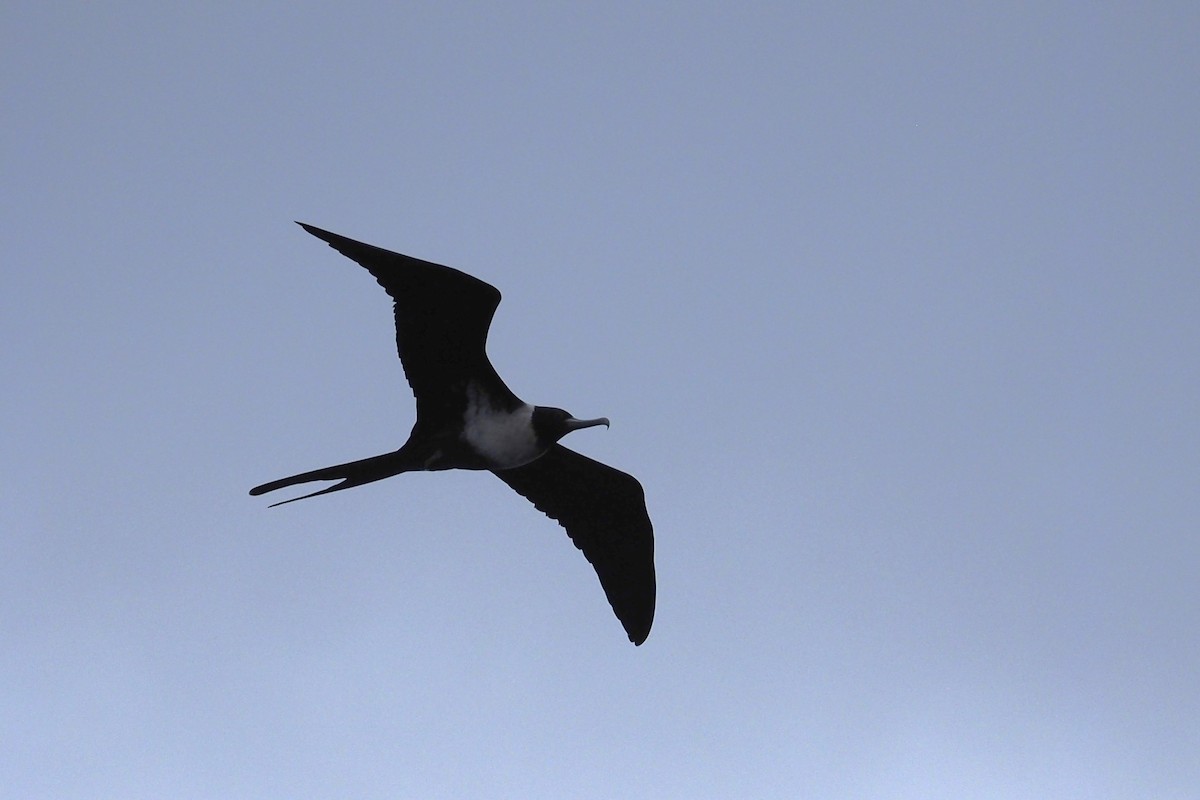 Lesser Frigatebird - ML578211641