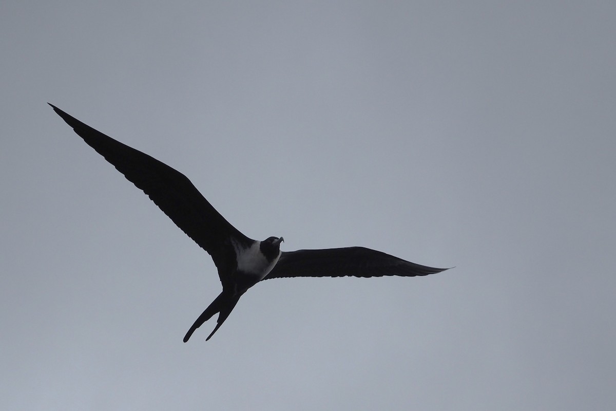 Lesser Frigatebird - ML578211651