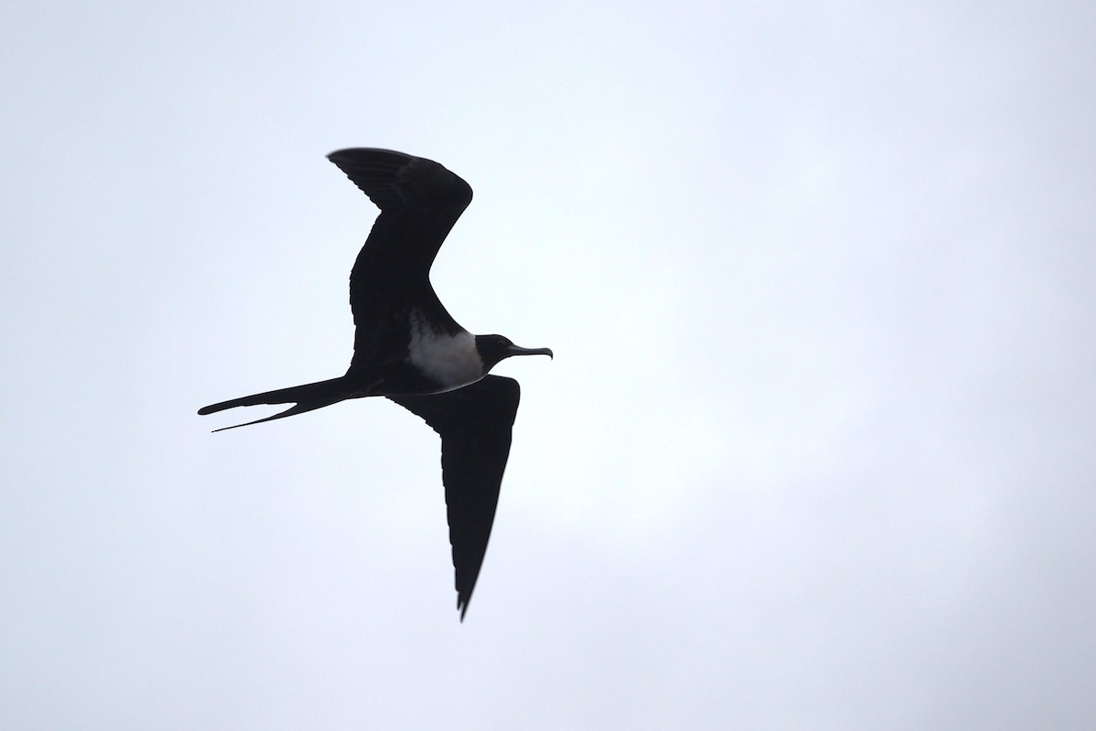 Lesser Frigatebird - ML578211661