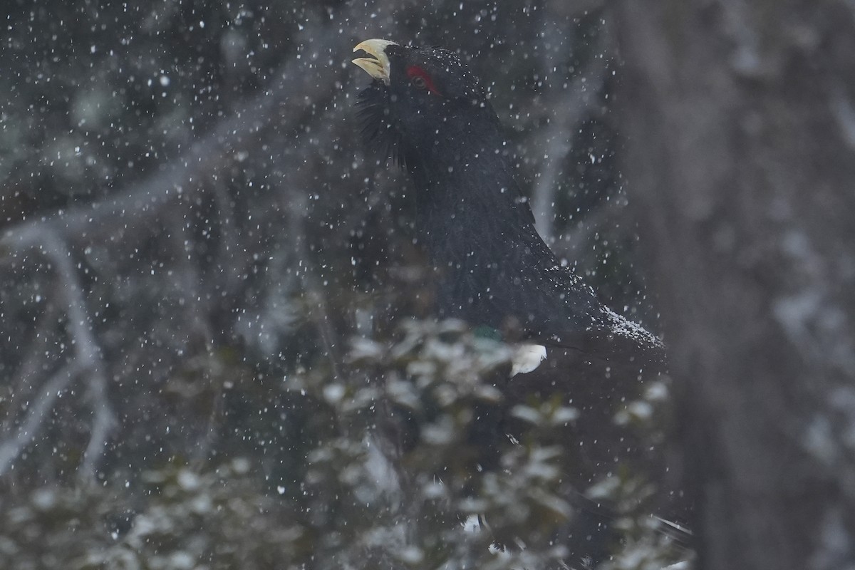 Western Capercaillie - Paulo Fernandez