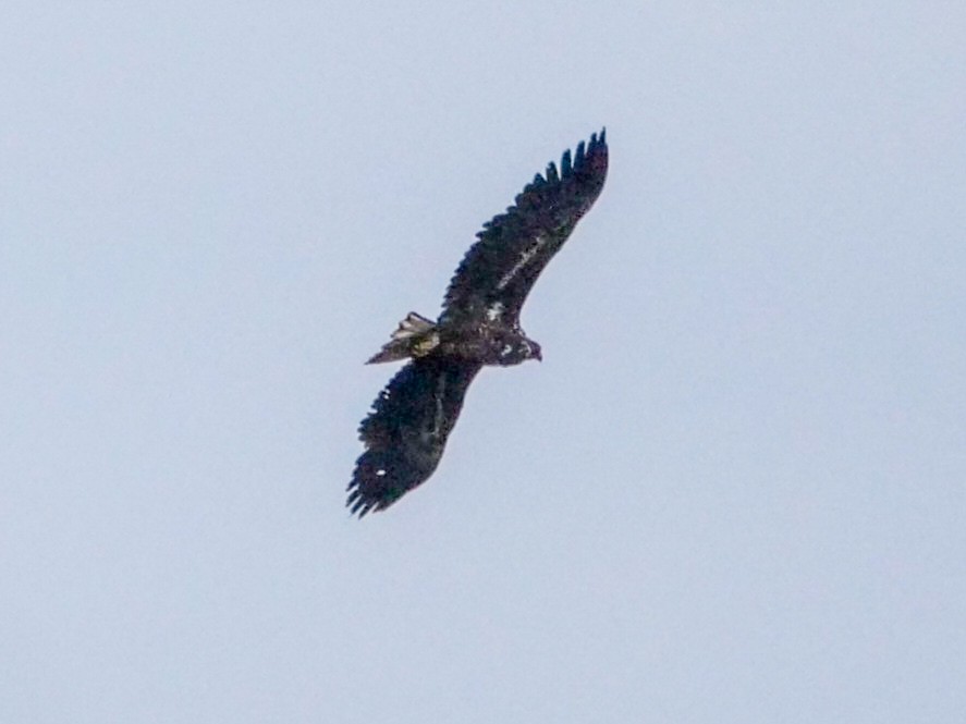 White-tailed Eagle - Roger Horn