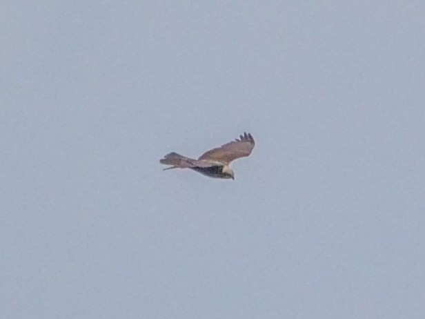 Western Marsh Harrier - Roger Horn