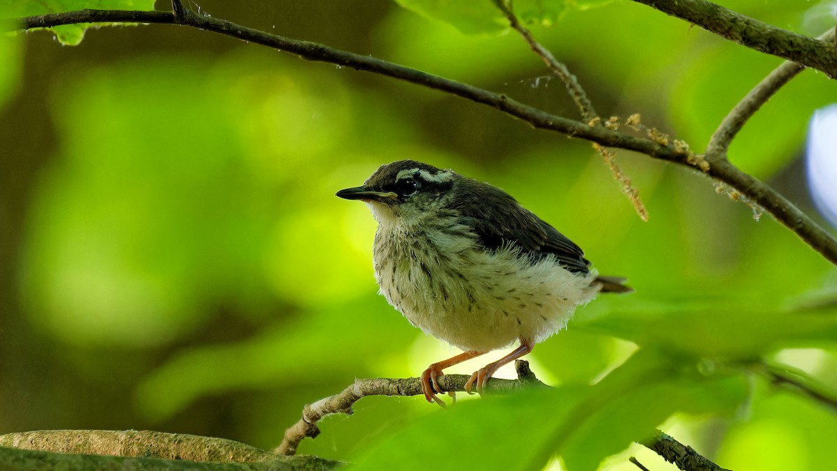 Louisiana Waterthrush - ML578212521