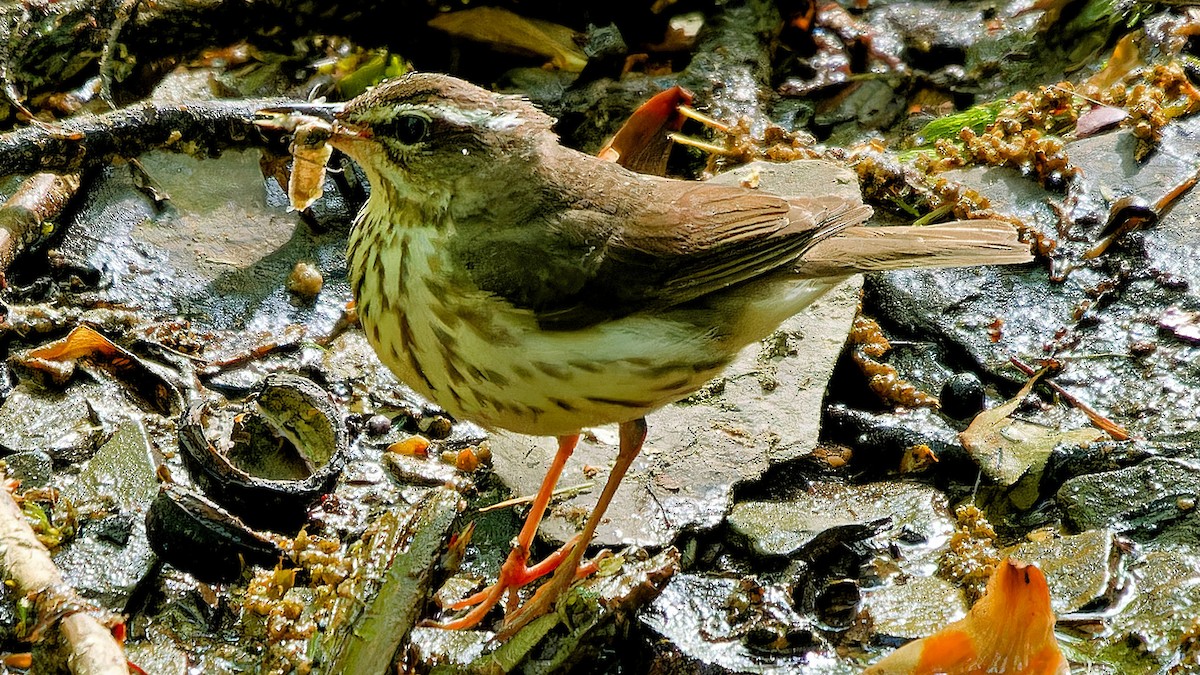 Louisiana Waterthrush - ML578212531