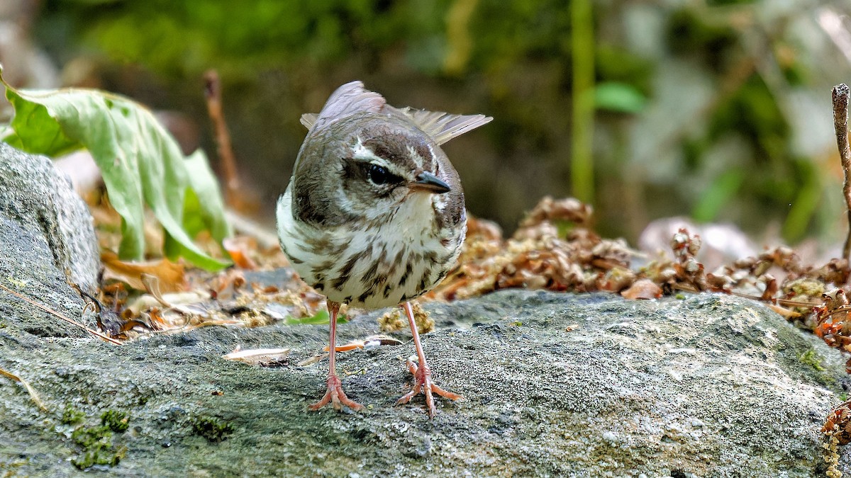 Louisiana Waterthrush - ML578212541