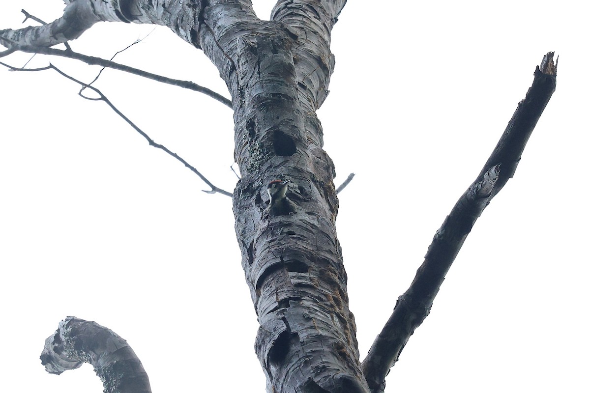White-backed Woodpecker (White-backed) - ML578212591