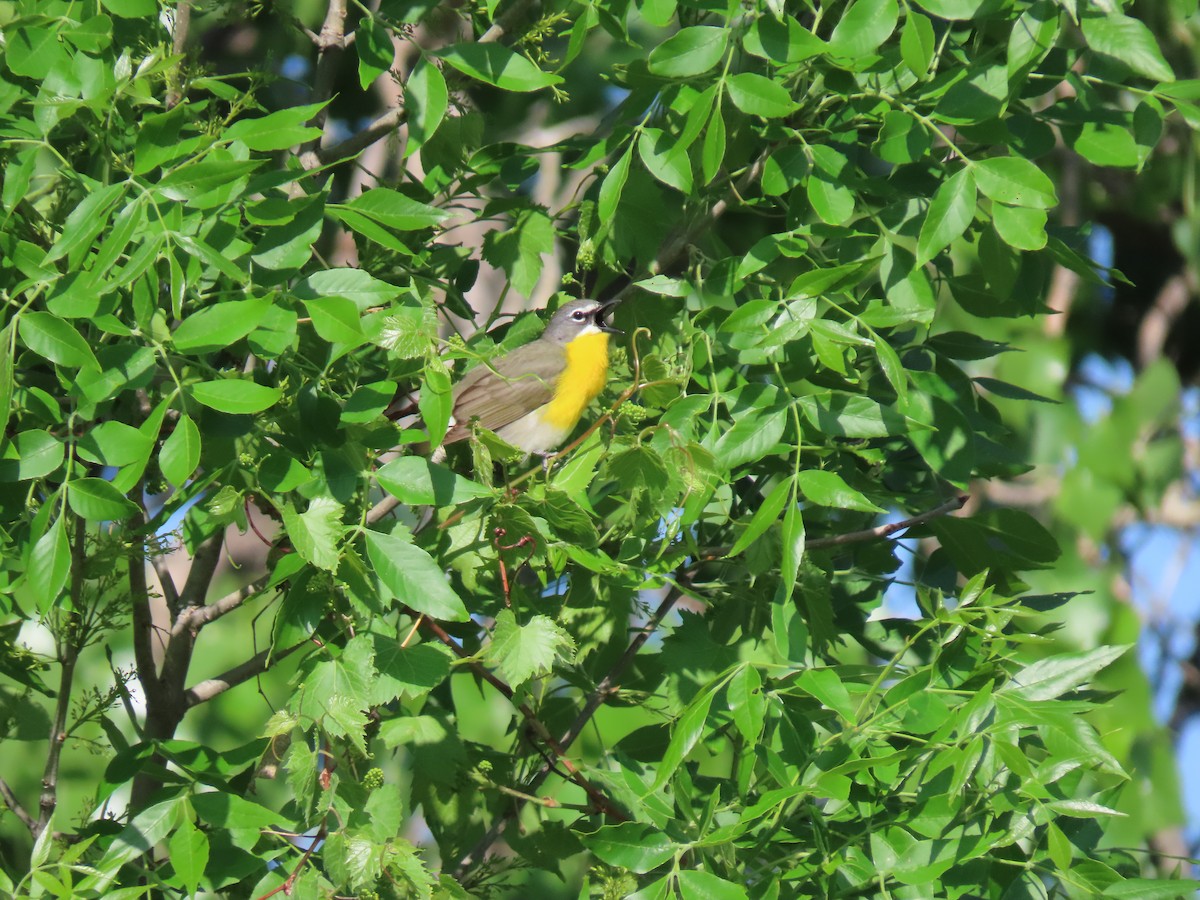 Yellow-breasted Chat - Renee Casias