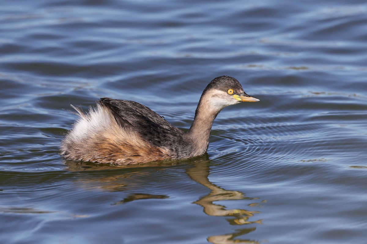 Australasian Grebe - ML578212981