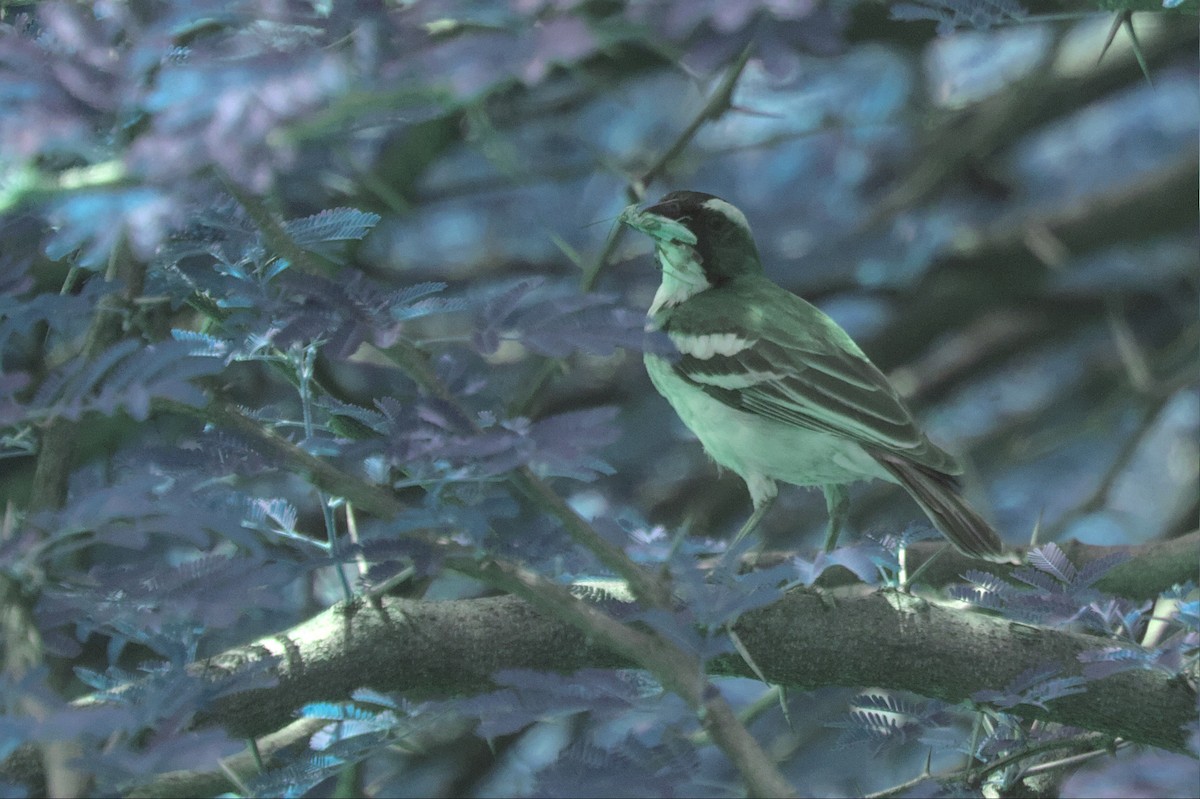 White-browed Sparrow-Weaver (Spot-chested) - ML578214441