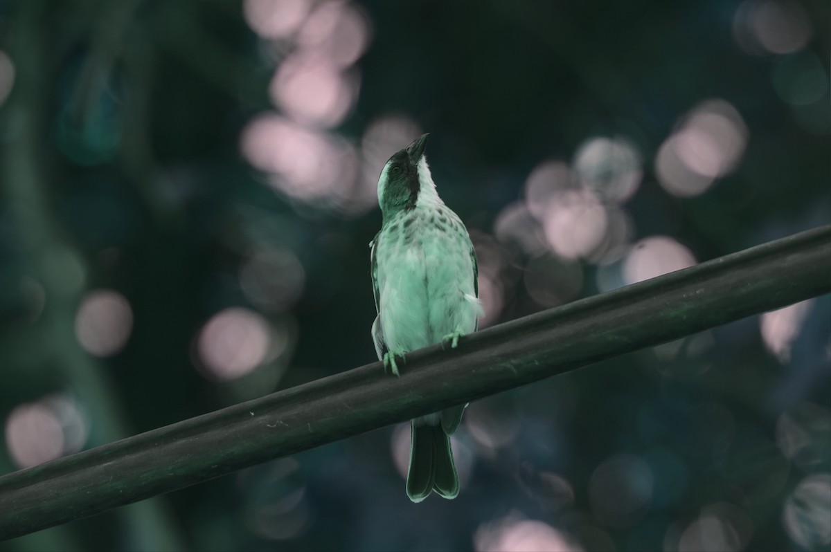 White-browed Sparrow-Weaver (Spot-chested) - ML578214481