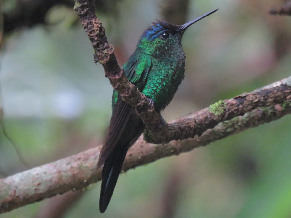 Violet-capped Woodnymph - ML578214491