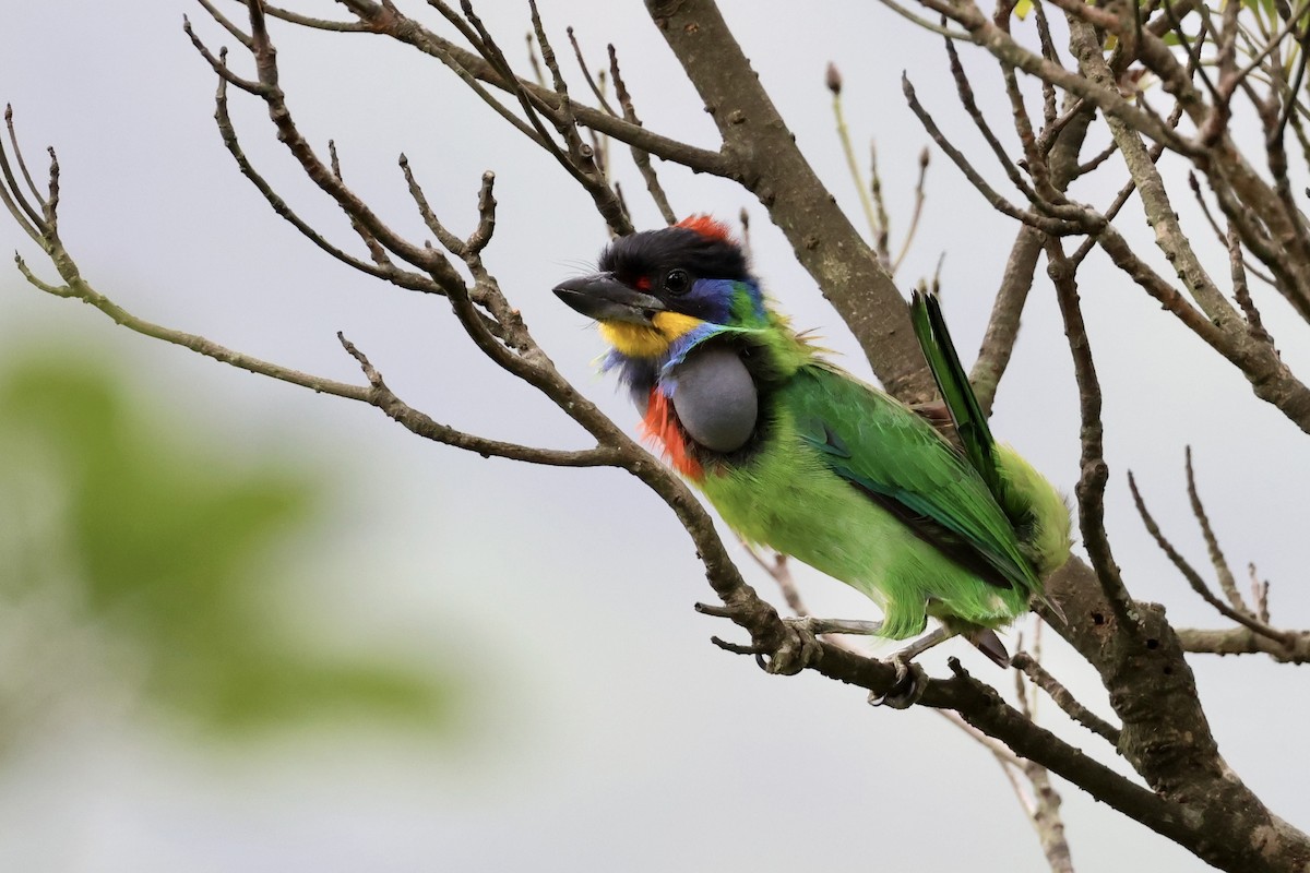 Chinese Barbet - Shannon Fair