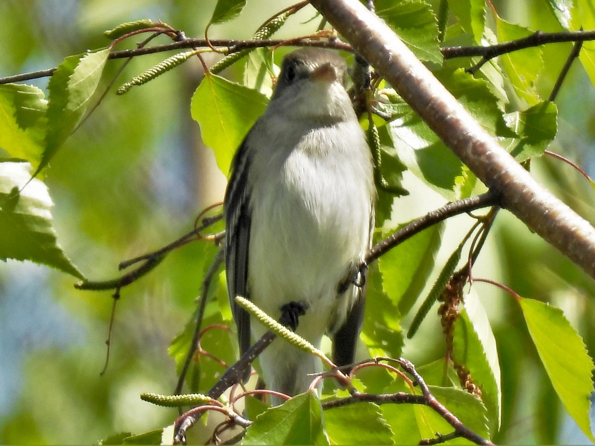 Alder/Willow Flycatcher (Traill's Flycatcher) - Lisette Cote