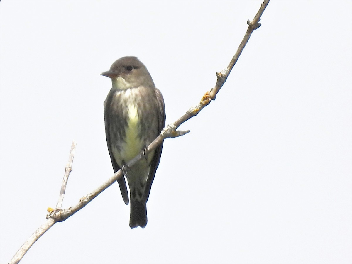 Olive-sided Flycatcher - Lisette Cote