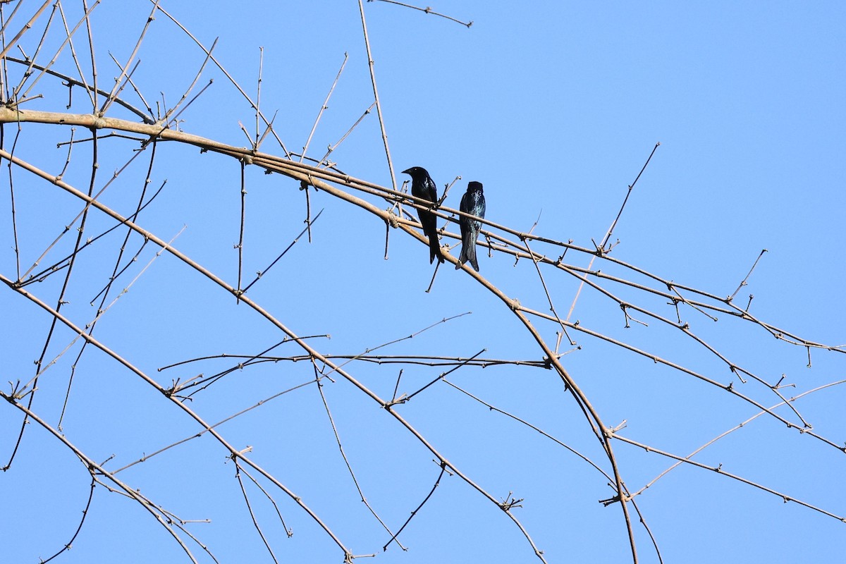 Bronzed Drongo - ML578215821