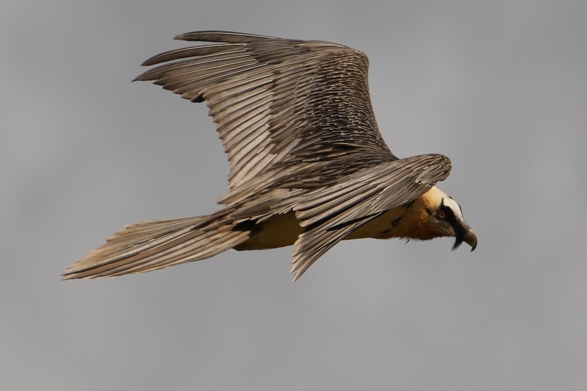 Bearded Vulture - Paulo Fernandez