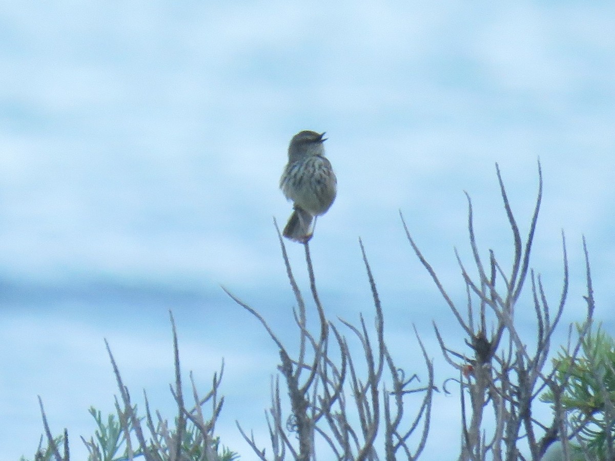 Karoo Prinia - ML578215941