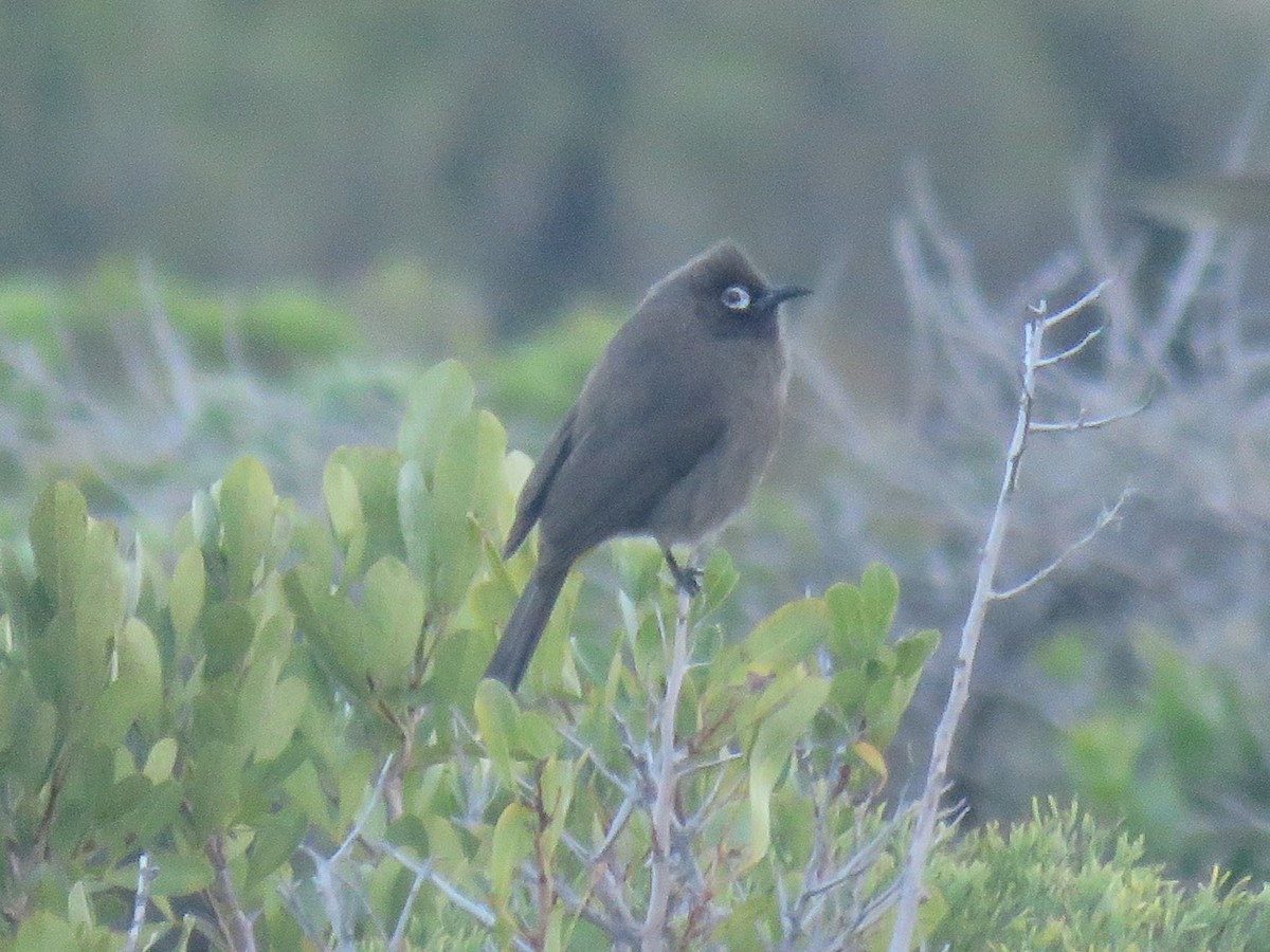 Cape Bulbul - ML578216341