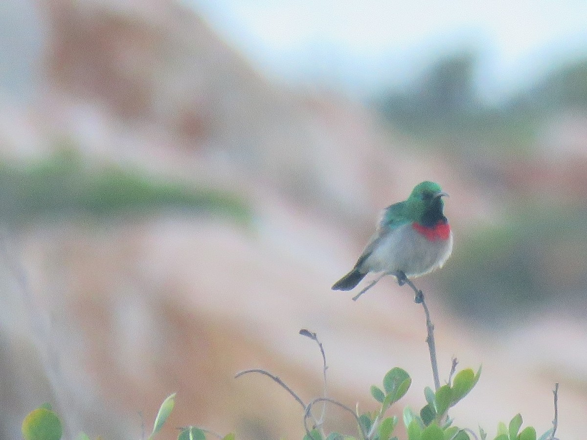 Southern Double-collared Sunbird - ML578216581