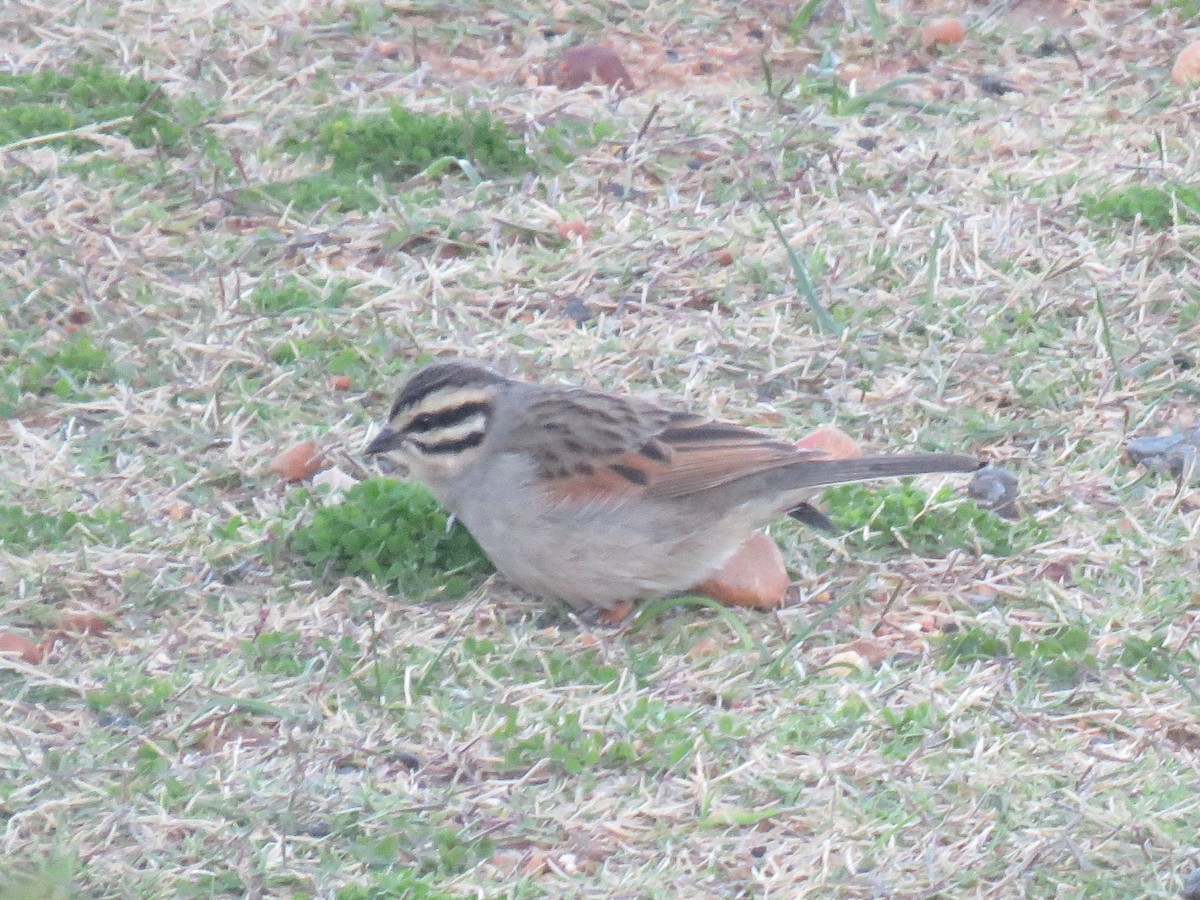 Cape Bunting - ML578216771