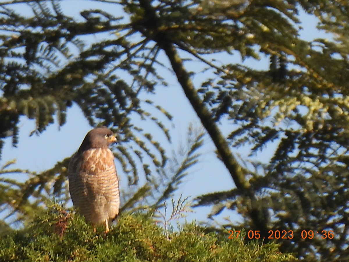 Roadside Hawk - ML578218281