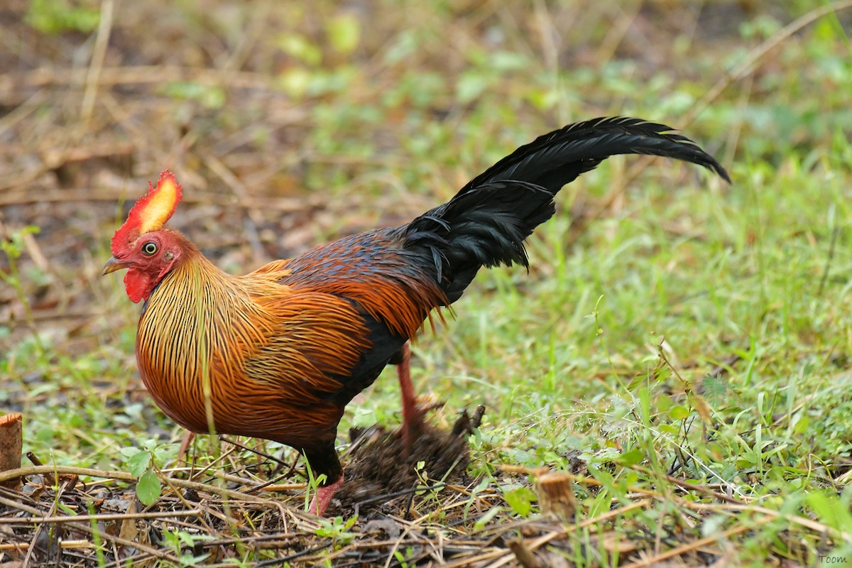 Sri Lanka Junglefowl - Supaporn Teamwong