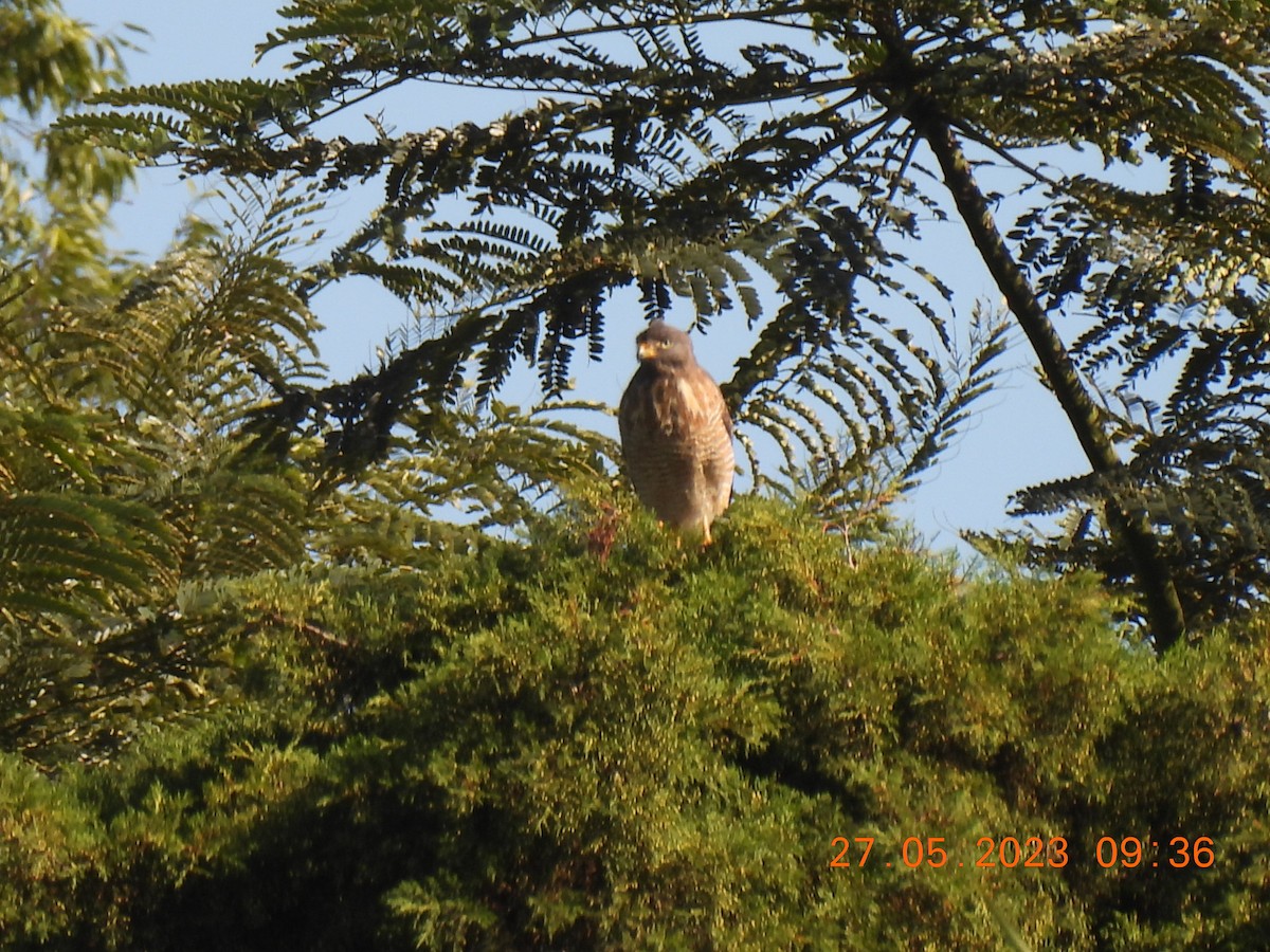 Roadside Hawk - ML578218551